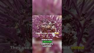 Sea Urchins: Nature's Essential Coral Reef Grazers