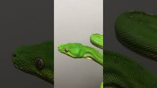 Male Green Tree Python     #greentreepython #gtp #moreliaviridis #snakes #wildlife