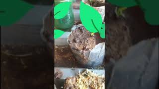my seeds are coming up !!! #gardening #vegetables #plaas