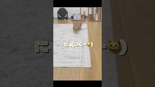 話しかけると返事しながら近づいてくる子猫がかわいい😸 #shorts #猫 #子猫 #マンチカン #猫のいる暮らし