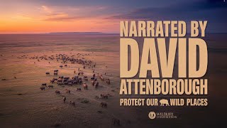 David Attenborough | Nature Documentary To Fall Asleep To (ai)