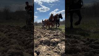 Plowing with Draft Horses 3 Abreast #horse #drafthorse #plowing #workhorse #plow #fieldwork