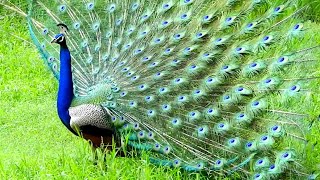 peacock the Indian bird #techearth