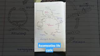 Ascomycetes life cycle