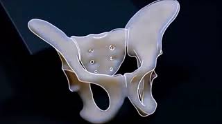 The Science of Human Evolution Bipedalism Part 2 of 2