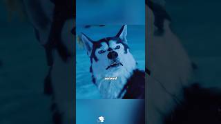 This dog is not thirsty at all, but hogs the only water source!🐺🐶 #shorts #movie #video