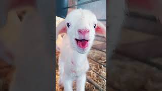 Little Goat is very dramatic 🤣🤣🐏#goat #goats #goatsoftiktok #funnyvideo #funnypets