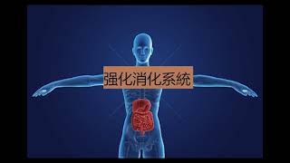 奇跡之音樂 - 强化消化系統