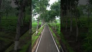 #naturelovers #earthfocus #forestmagic #mothernature #nature #travelwithnature #scenicview