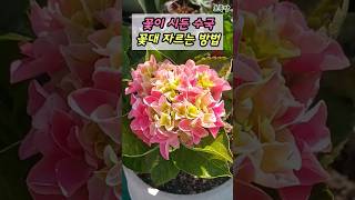 수국꽃이 시들었을 때 '이 곳'을 잘라야 하는 이유!