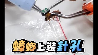 直擊小強老巢！到底能不能將強強們一家老小整窩清起來？