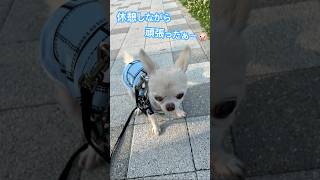 無理なく無茶なく🥹 #チワワ #可愛い #チワワ大好き #シニア犬 #お散歩 #t犬