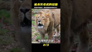 老虎的天敵！哪些猛獸能殺死森林之王？盤點最強對手 #国际局势 #中美关系 #台海局势 #中国制裁 #美债危机