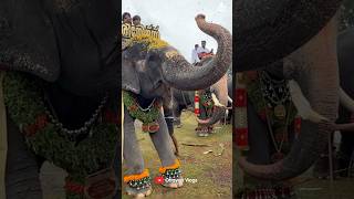 I know everything😍😍 I Kaveri Elephant Malappuram #aana #kaveri #shorts
