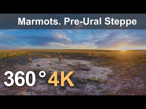 360 Timelapse. Marmots in Orenburg Nature Reserve. Pre-Ural Steppe