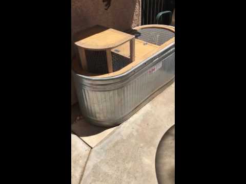 Mertens water monitors update