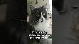 HOT NEWS! Whos Better, Cats Or Dogs