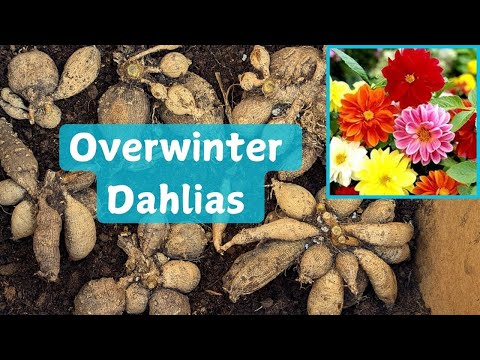 How To Dig Overwinter & Save Dahlias