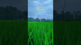 Paddy Fields of kerala..💚#kerala #malappuram #palakkad #travel #youtubeshorts