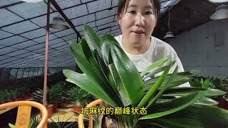 秋季换土重要性 秋季不换土会怎么样？秋季什么时间换土最好  #君子兰养殖 #君子兰换土的季节 #君子兰换盆