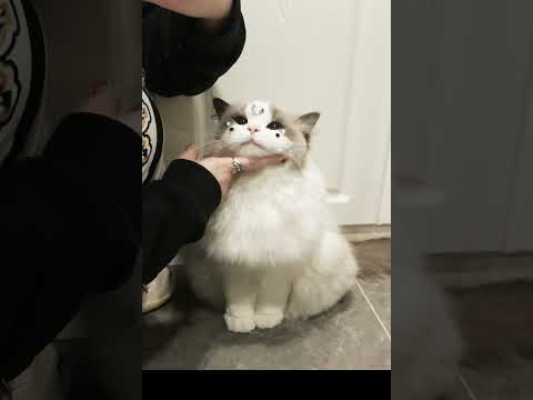 这是什么牌子的猫咪这么可爱