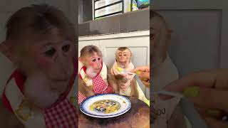 BEAUTIFUL NATURAL  #monkeylove #monkeysr #monkey #bae3 #funny