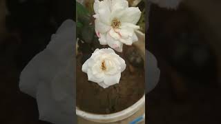 beautiful #nature #natureworld #naturestories #flower #naturestories