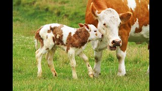 Caw Video, New Caw, Cow videos, Red Caw, Black Cow, white  Caw, Horses Cat, Dog, Animals Videos #Caw