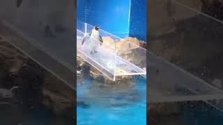 FUNNY PENGUIN MOMENTS! WATCH UNTIL END! PENGUIN SLIPS FROM SLIDE!🐧