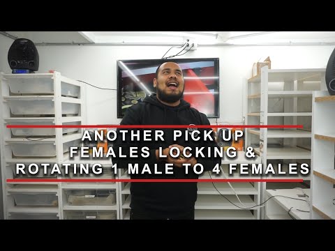 AMAZING NEW PICK UP/ LOCKING FEMALES/ ROTATING MALES