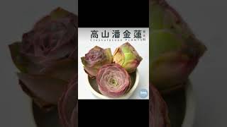 山地玫瑰新品更新 #植得栽 #多肉植物 #succulent #plants