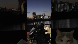 Can't slow down! #catlover#snickers#catdriving#drivingcat#catinstagram#drifting#boat#speed#cat#cats