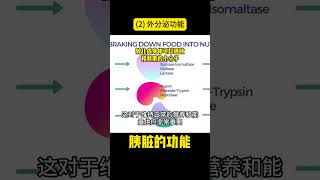 [141]胰脏的功能 (2) 外分泌功能