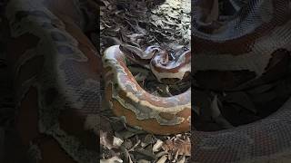 งูหลามปากเป็ด | Python curtus