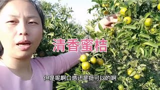 小罗在真心真诚的做事，感恩大家的支持和信任，清香蜜桔挺不错的