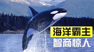 连大白鲨都吃的虎鲸，为啥偏偏不攻击人类？背后原因引人深思！