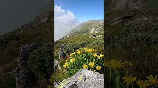 Flora montana din muntii Rodnei - Cruciulita,spalacioasa.#flowers #mountains