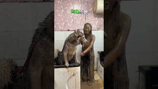 这个女孩给她的狗洗澡 #doglover