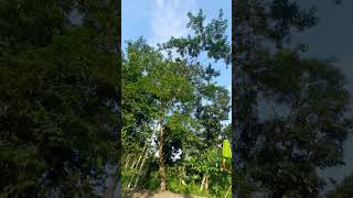 #slowed #music #dark #slowedandreverb #phonkmusic #foryou #nature
