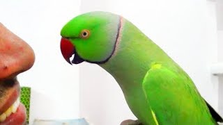 The 10 Most Beautiful PARROT Species to Feed at Home