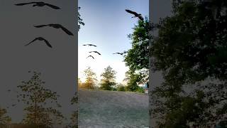 Canada Geese Flying Towards the Sun! 🪽☀️🪽 #geeseflying #geeselive #shorts