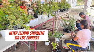 Inter island shipment via LBC express of rooted bougainvillea with English subtitles 