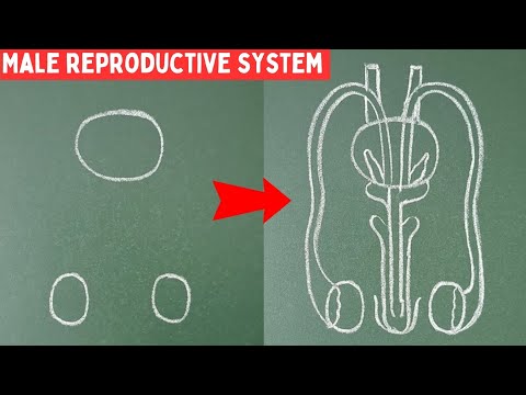 male reproductive system diagram easy way| male reproductive system diagram|male reproductive system