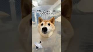 Billy Bounce - Cone of shame #shibainu