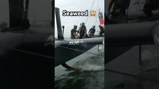 @BondsFlyingRoos couldn’t kelp themselves 🌊🙈 #sailgp #racing #sailing #poweredbynature