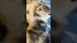 #kitten #cute #short #sad #funnykittens #catlovers #cat #shortyt
