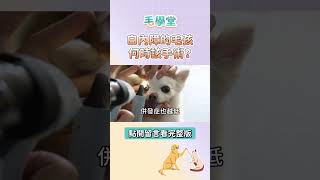 毛孩有白內障一定要動手術嗎？什麼時候做最好？ #毛學堂 #極光動物醫院 #張仁帥