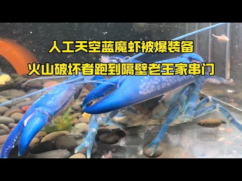 鳌虾和缸再掀风波，红虾跑隔壁老王家串门，蓝虾被爆装备碎片