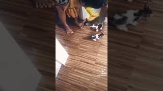 Cute Cat (TikTok) #funny #funnymemes #funnyvideos #tiktok #tiktokmeme #cute #comedyvideo  #shorts