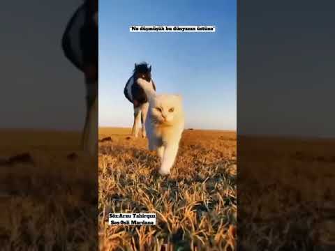 Nə düşmüşük bu dünyanın üstünə. Söz: Arzu Tahirqızı. Səs: Əsli Mərdanə